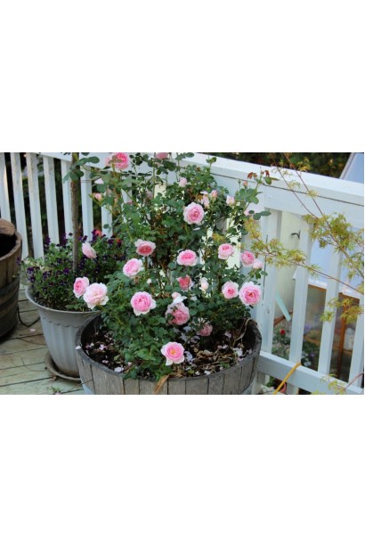 Троянда плетиста Цезарь в горщику